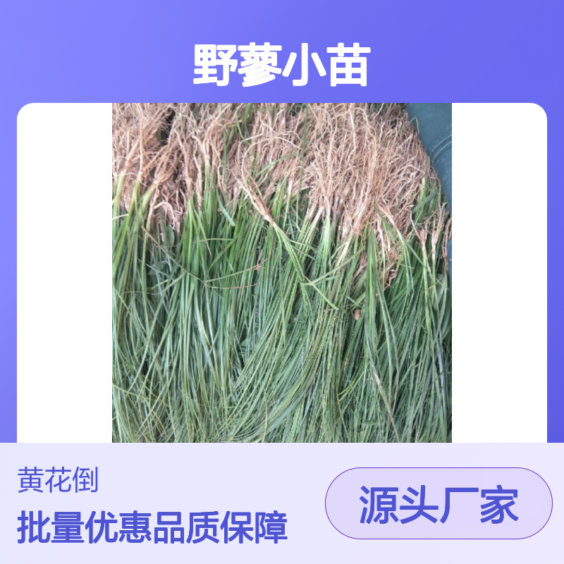 野蓼小苗批发 耐寒耐旱 易栽培 生长旺盛 适应性强