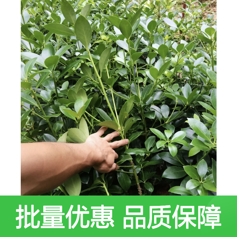 嫁接八角树苗 基地直供 批量优惠 易于成活 管理简单