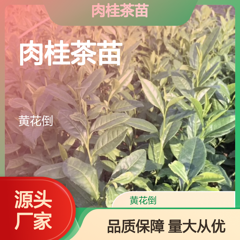肉桂茶苗 百亩种植直供 品质上乘 批发优选 技术成熟