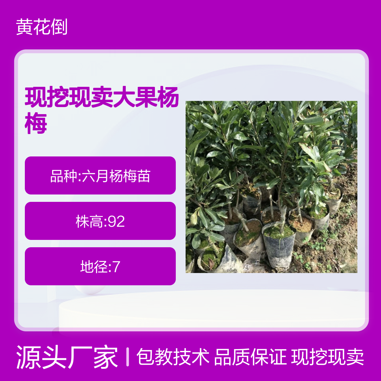 现挖现卖大果杨梅直生苗 基地直发包教种植管理技术 品质纯正可票
