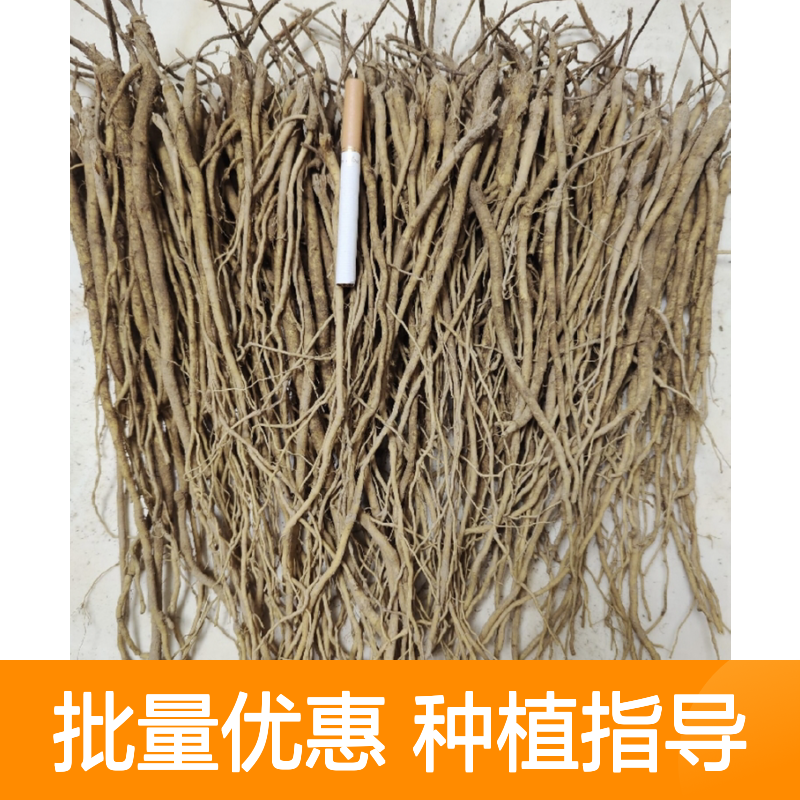 精选黄苓苗 批量供应 田间管理全指导 技术支持