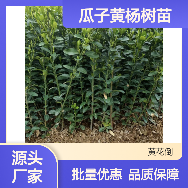瓜子黄杨树苗 百亩种植基地直供 品质优良 生长旺盛