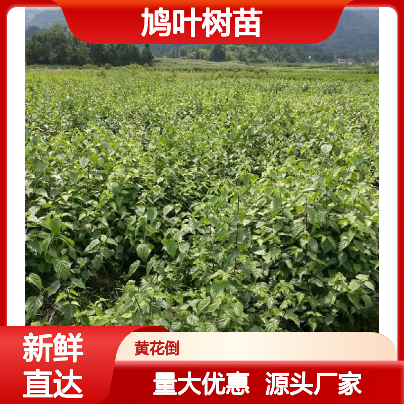 斑鸠叶树苗 园林优选 专线直达 现挖现发 全国送货
