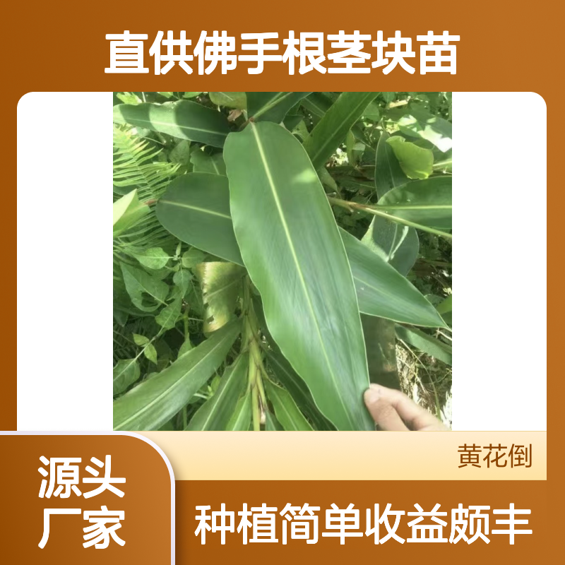 产地直供佛手根茎块苗 种植收益好荒山农田均可种植
