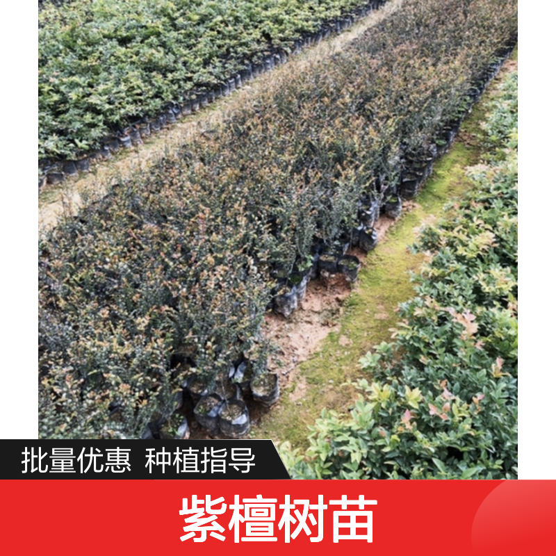 紫檀树苗 乔木植物 种植园直供 耐旱耐热 少枝桠形