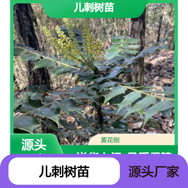 产地直供猫儿刺树苗 购买数量达到要求全国专线车直达送货