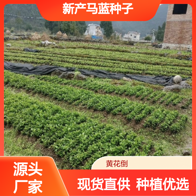 新产马蓝种子 种植技术全面指导 现货充足 服务周到