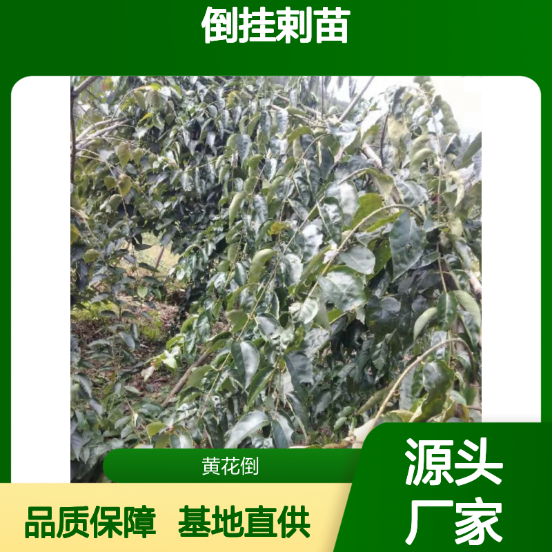倒挂剌苗 园林绿植 常绿灌木 成活率高 管理简单