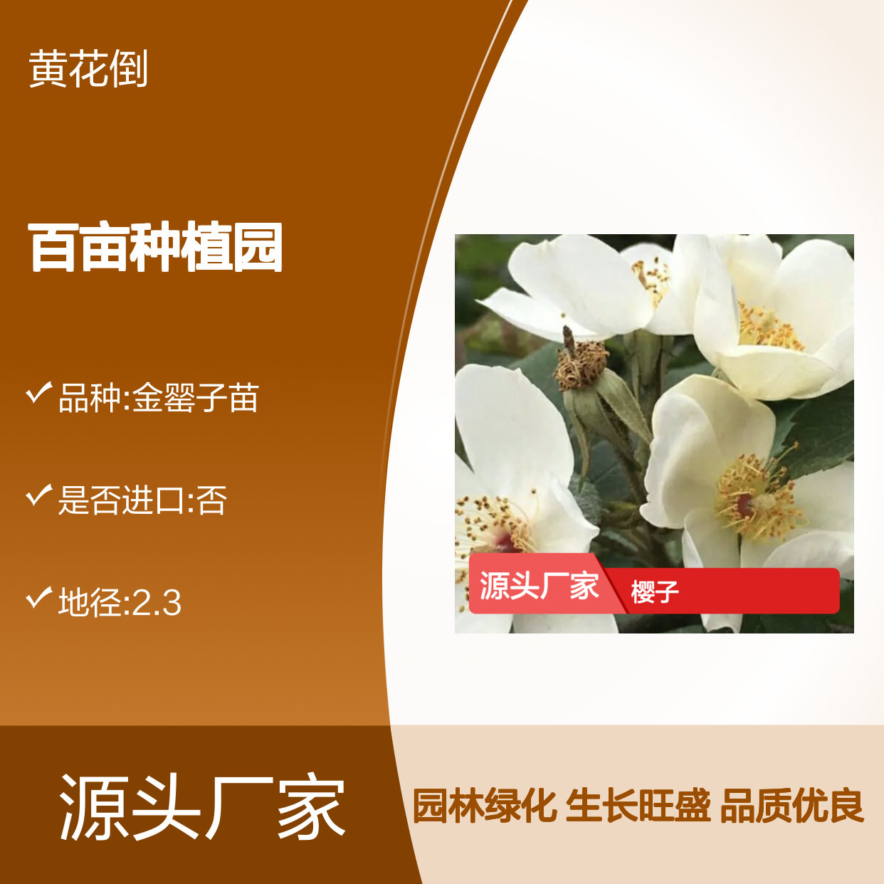 金樱子种苗 百亩种植园直供 品质优良 生长旺盛