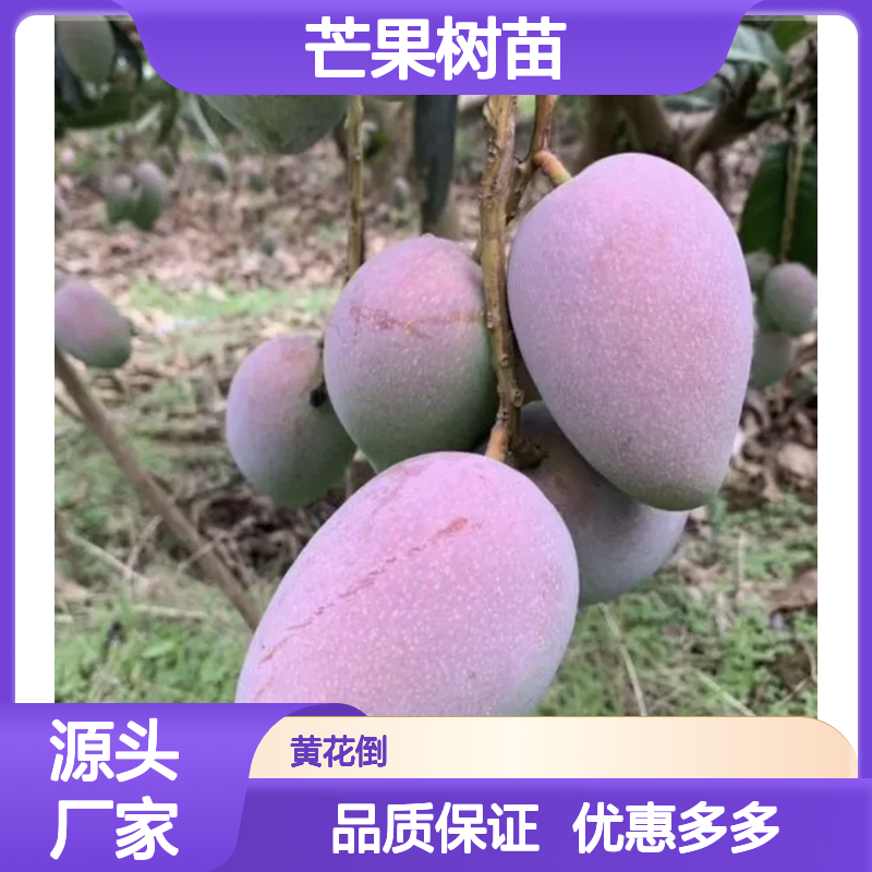 台农芒果树苗 批发种植 高产优质 口感极佳 气味芳香