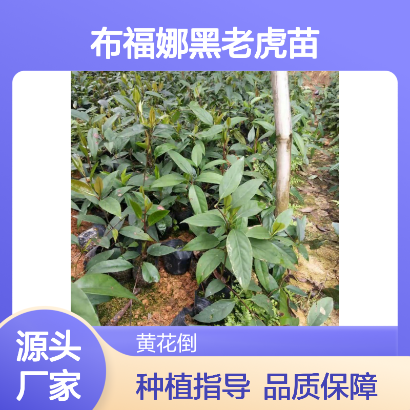 布福娜黑老虎苗 批发果树苗木 耐寒抗旱 生长迅速