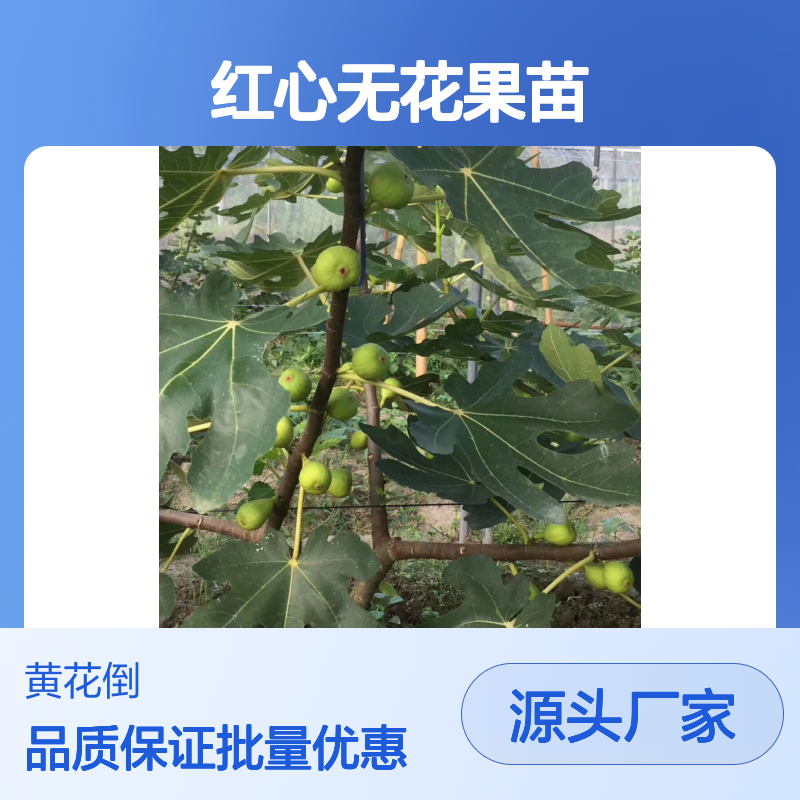红心无花果苗 庭院观赏绿化优选 抗风耐旱 吸尘防噪