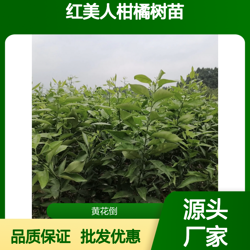 红美人柑橘树苗 批发种植 主产区直供 果实硕大
