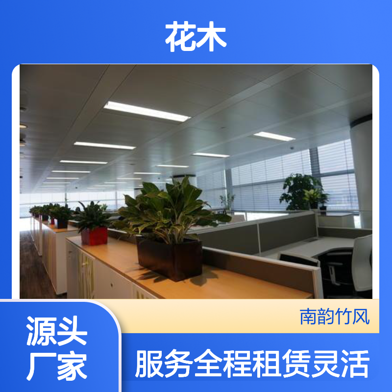 南韵竹风 花木租赁服务 承接绿化工程 成活率高
