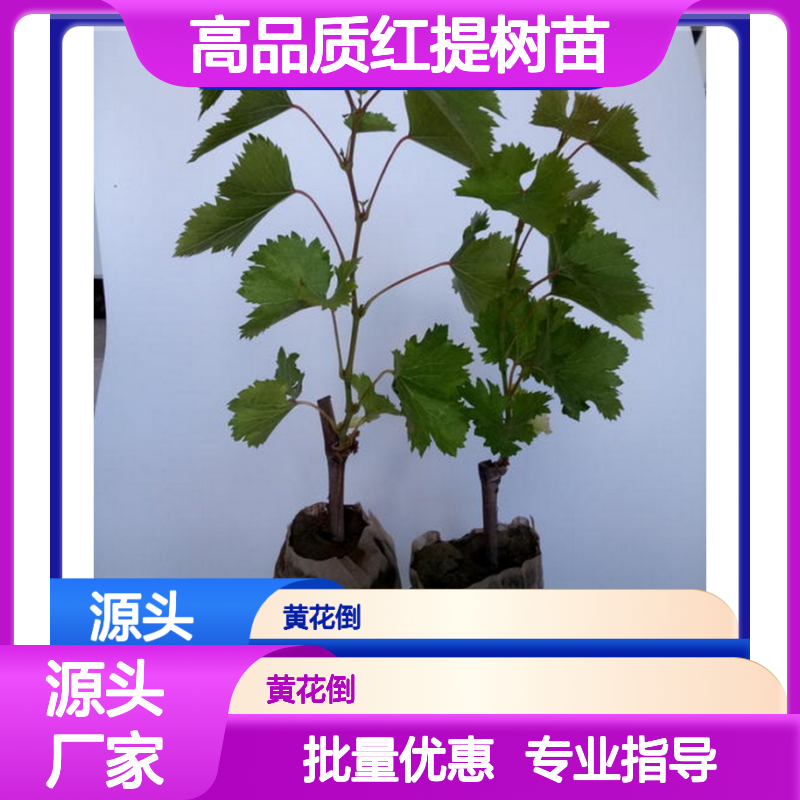 红提树苗黄花倒基地直供 品质优良 生长旺盛 易于管理