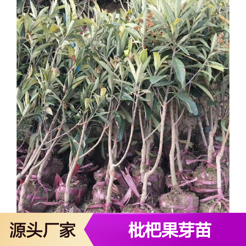 枇杷果芽苗 现挖现卖 带种植技术 观赏食用 园林优选