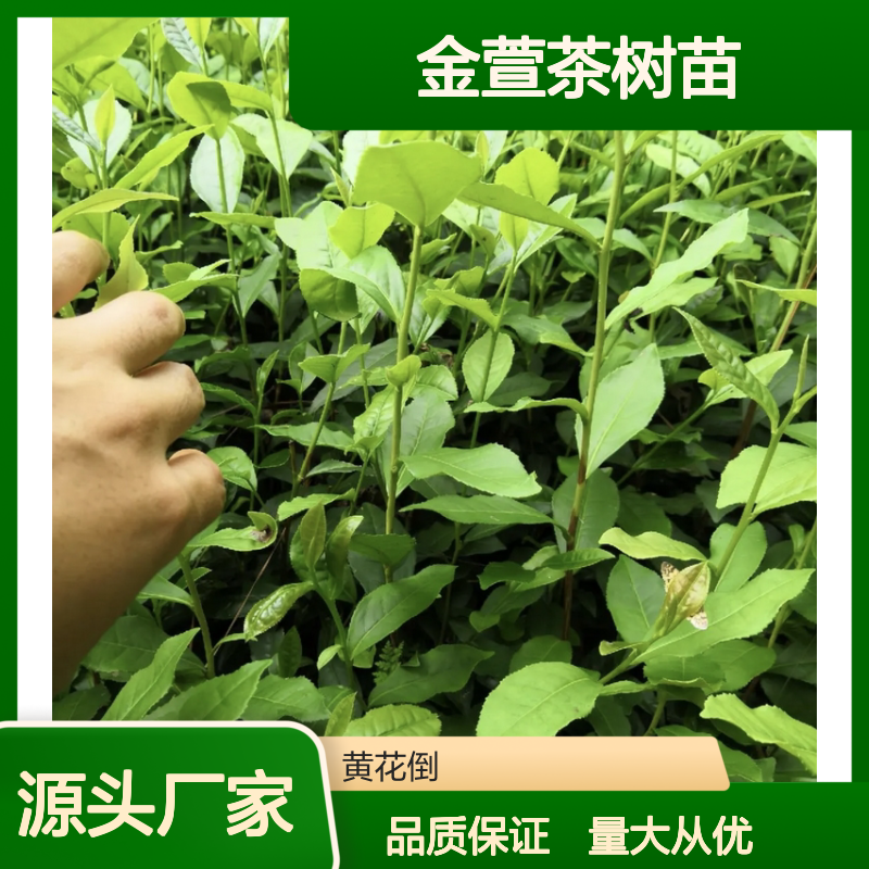 金萱茶树苗 批发供应 园艺优选 纯正品种 健康绿色