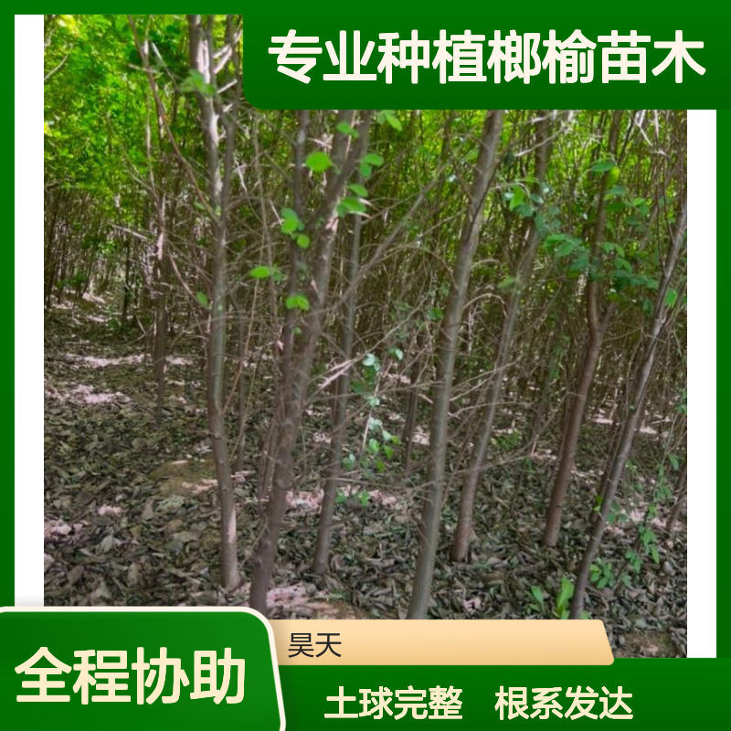 园林风景树 专业种植榔榆苗木 3-6公分黑土田苗 根系发达土球完整