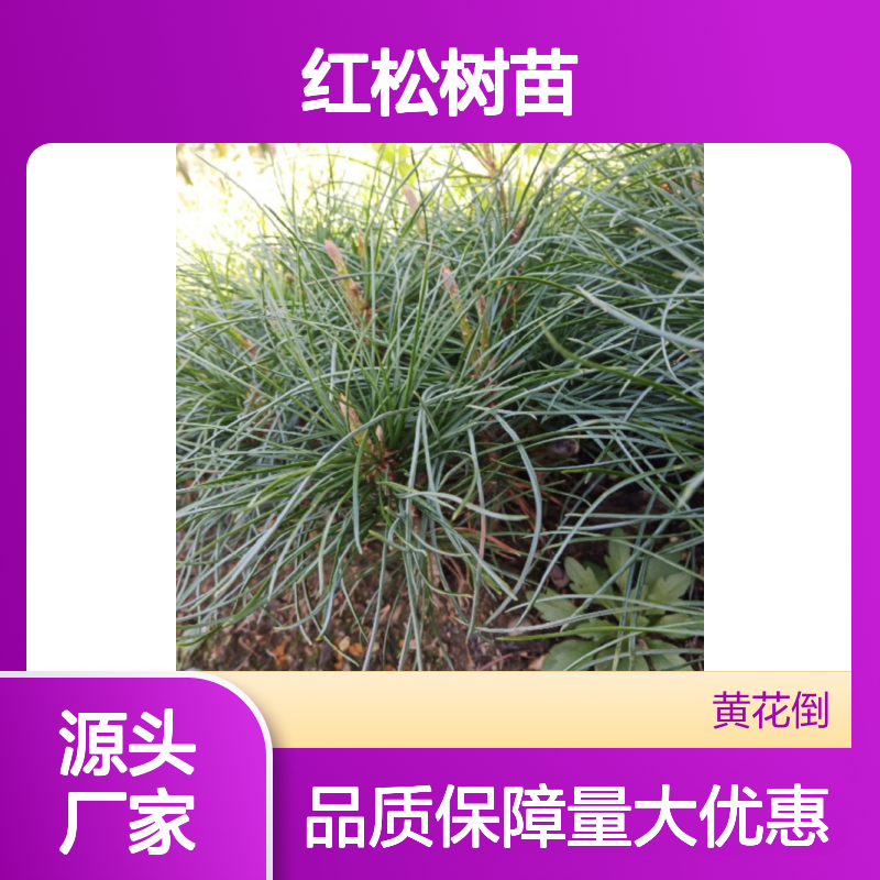 红松树苗产地批发 提供种植技术 常绿乔木 结实丰富