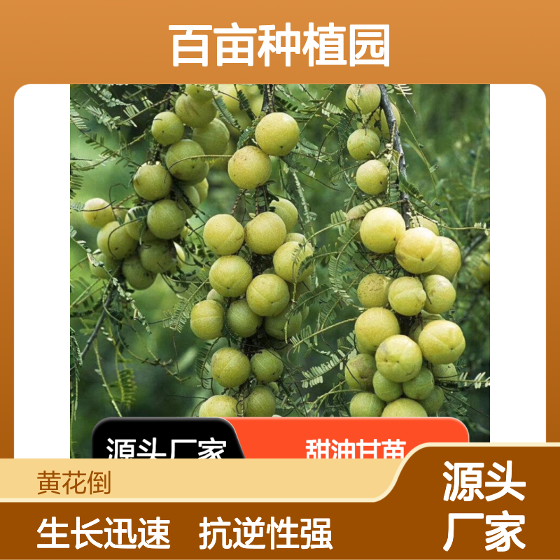 甜油甘苗批发 百亩种植园直供 抗逆性强 生长迅速