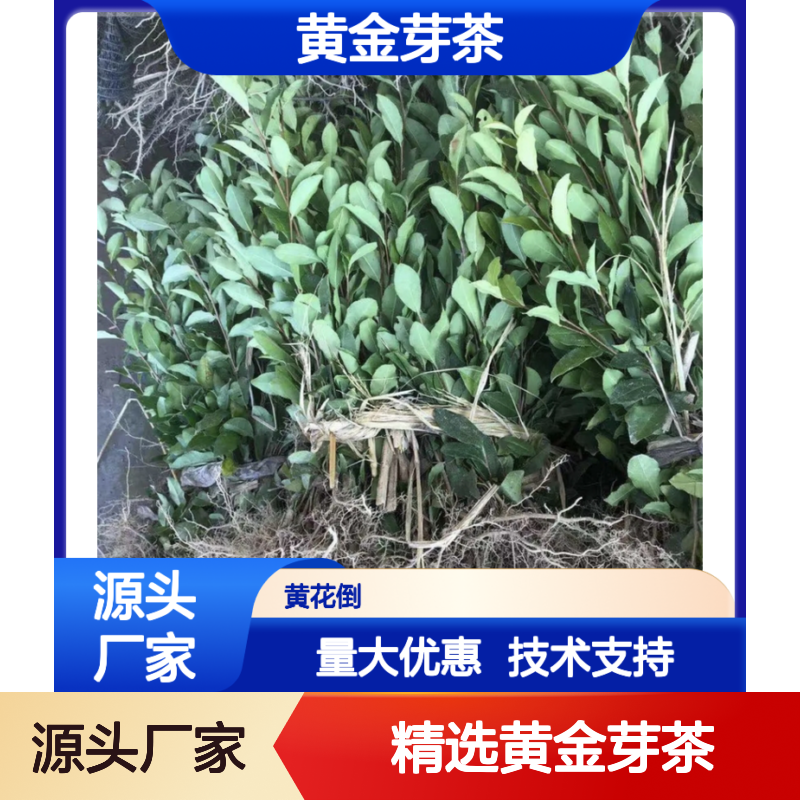精选黄金芽茶小杯苗 产地直供园林植物 技术支持