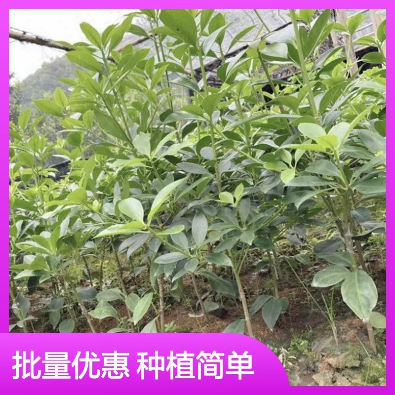 优质嫁接八角苗 批发种植区专用 生长迅速 抗病性强