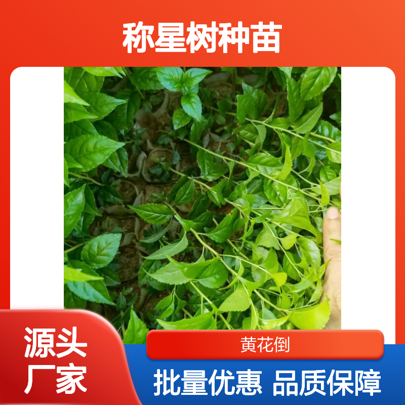 称星树种苗 百亩产区直供 生长旺盛 适应性强 药用价值
