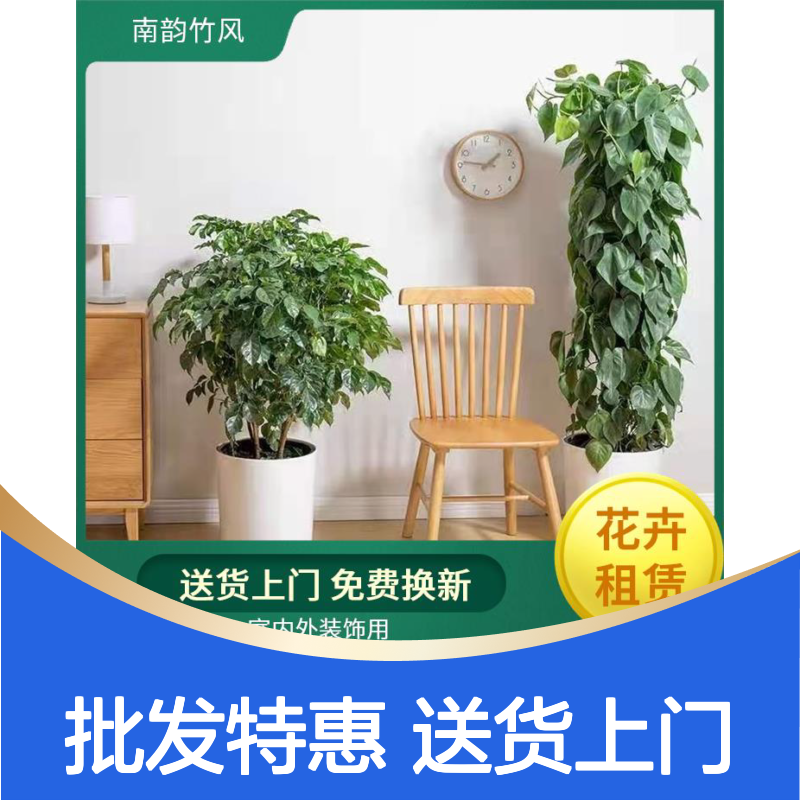 绿萝盆栽批发6.8元起 深 圳植物租摆 花卉盆栽实体花店 现货现发