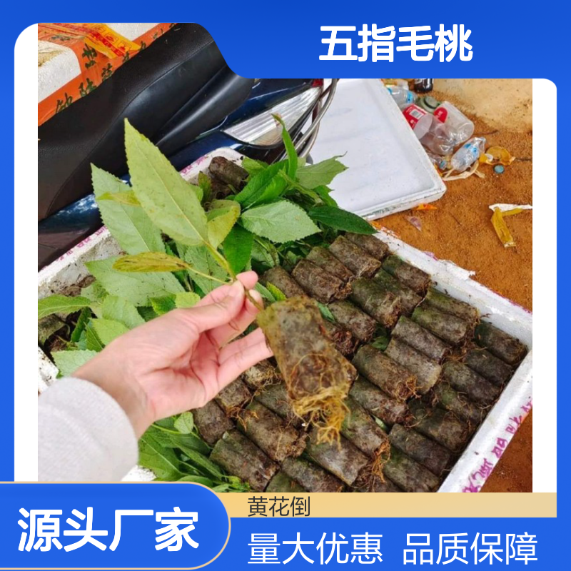 五指毛桃种苗 百亩主产区直供 品质优良 管理规范