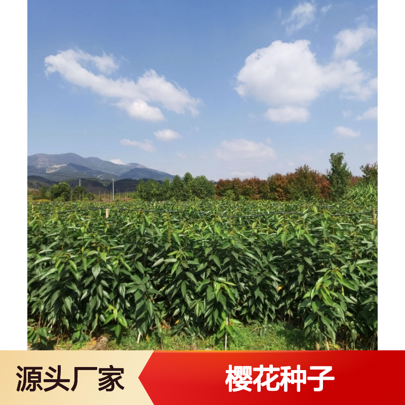 泰国樱花种子 产地一手货源种植技术 科学选育