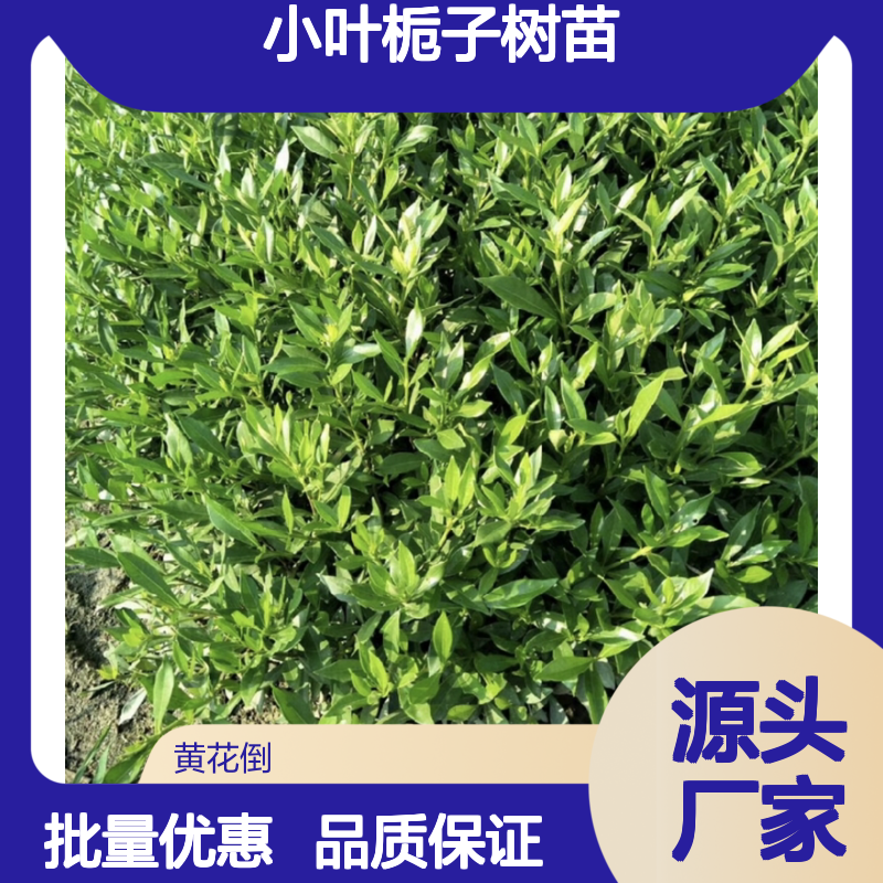 小叶栀子树苗 庭院美化优选 香气浓郁 易于繁殖