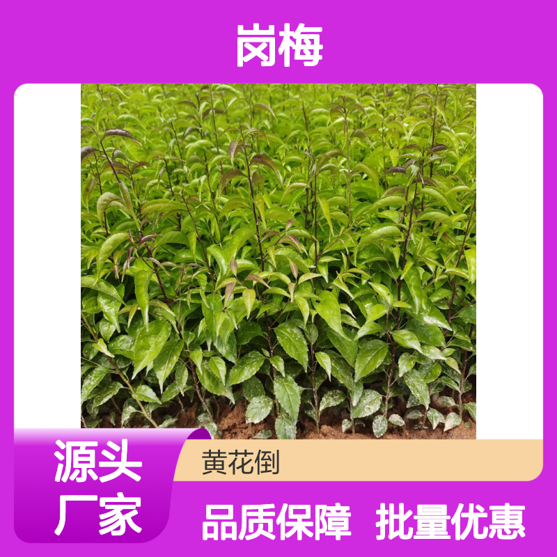 岗梅种苗 批发供应 基地直供 品质优良 药用价值