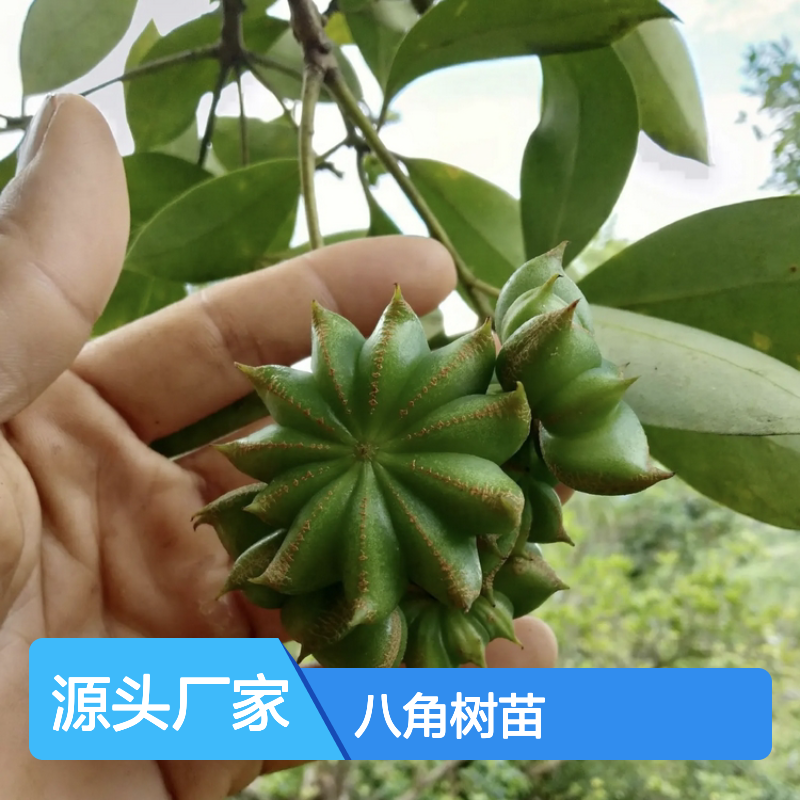 八角树苗 丰产树冠修剪技术 管理简便 品质优良