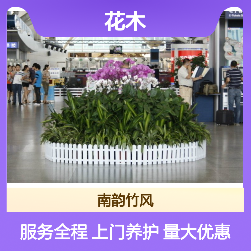 南韵竹风花木出租 承接绿化工程 品种多样 成活率高