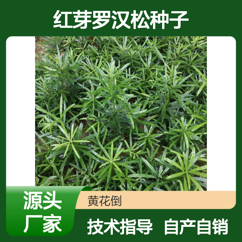当年纯新红芽罗汉松种子 自产自销免费技术指导