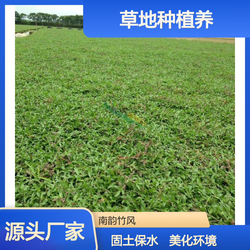 宝 安大叶油草种植基地批发 草地种植养护业务 团队协作