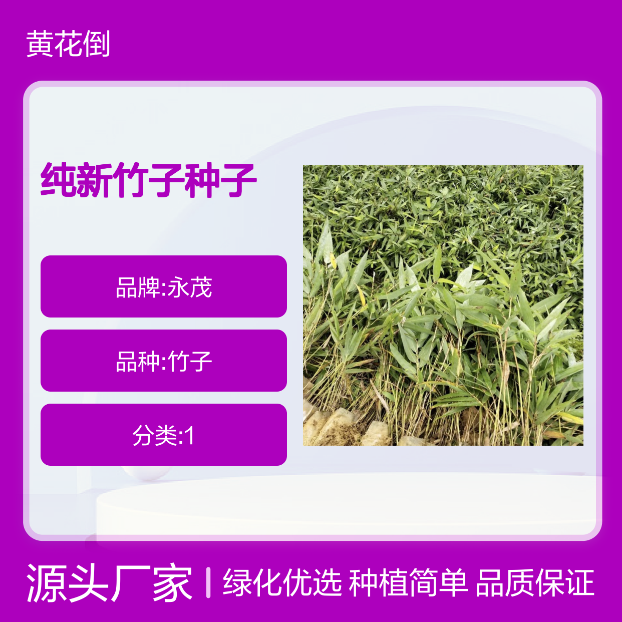 纯新竹子种子 庭院绿化优选品种 速生型草 技术指导