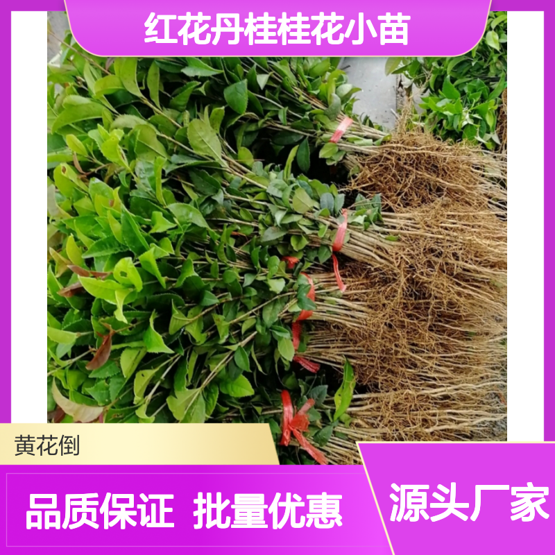 红花丹桂桂花小苗 四季常绿开花植物 清香宜人