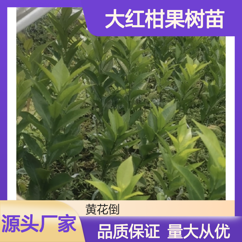 大红柑果树苗 基地直供 嫁接繁育 品种纯正 科学施肥