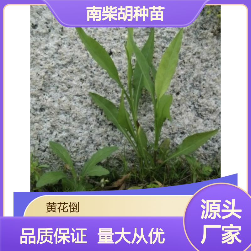 柴草小苗基地直供 南柴胡种苗 根条粗长 品质上乘