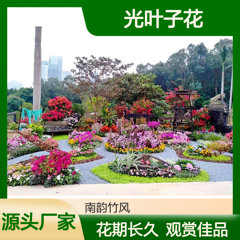 勒杜鹃也叫光叶子花 耐旱耐高温 一年四季花开不断 室外花境常用花卉