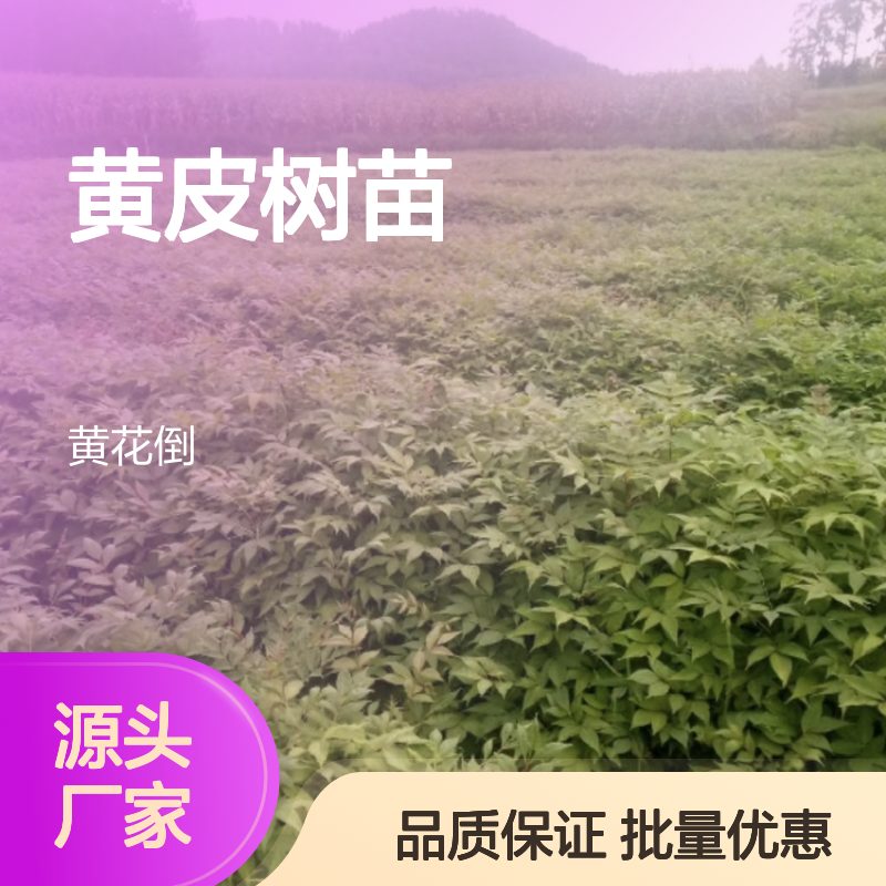 黄皮树苗 批发种植 主产区直供 技术指导 耐寒耐旱