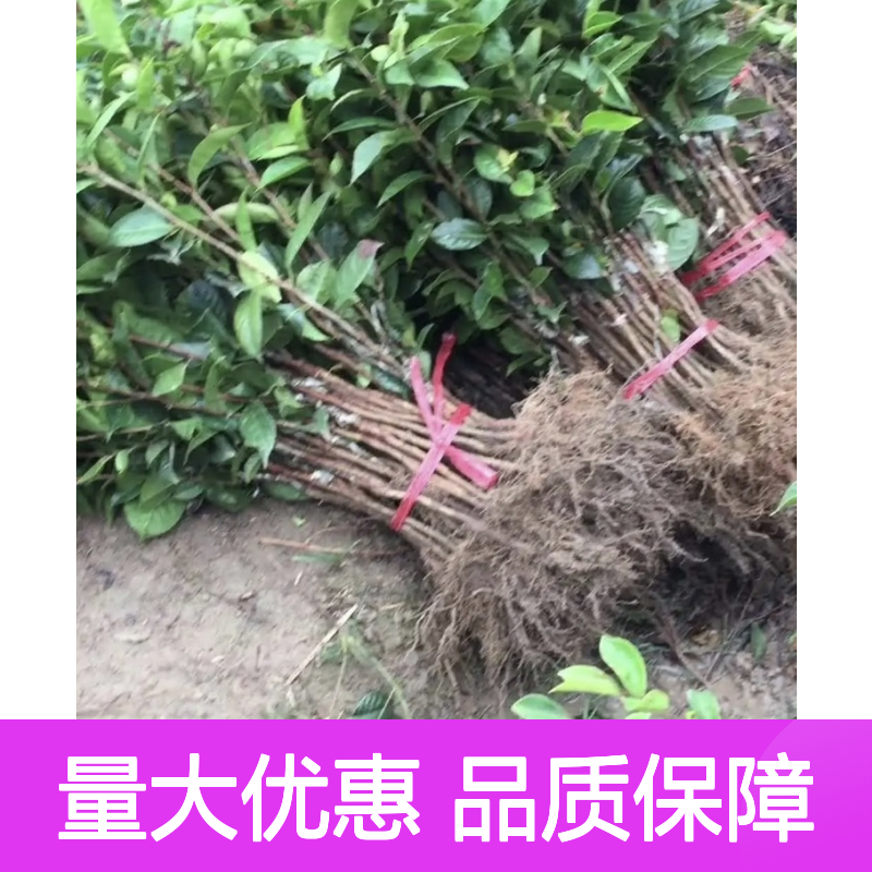 大果红花油茶苗 嫁接繁殖易成活 产量丰富 管理简单