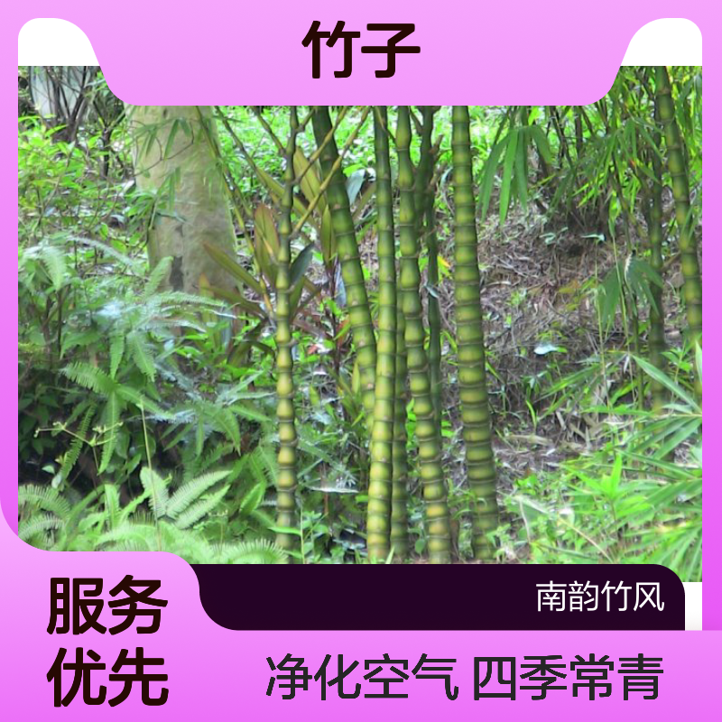 深 圳绿化围墙竹 竹子市场批发 庭院种植修剪 南韵竹风