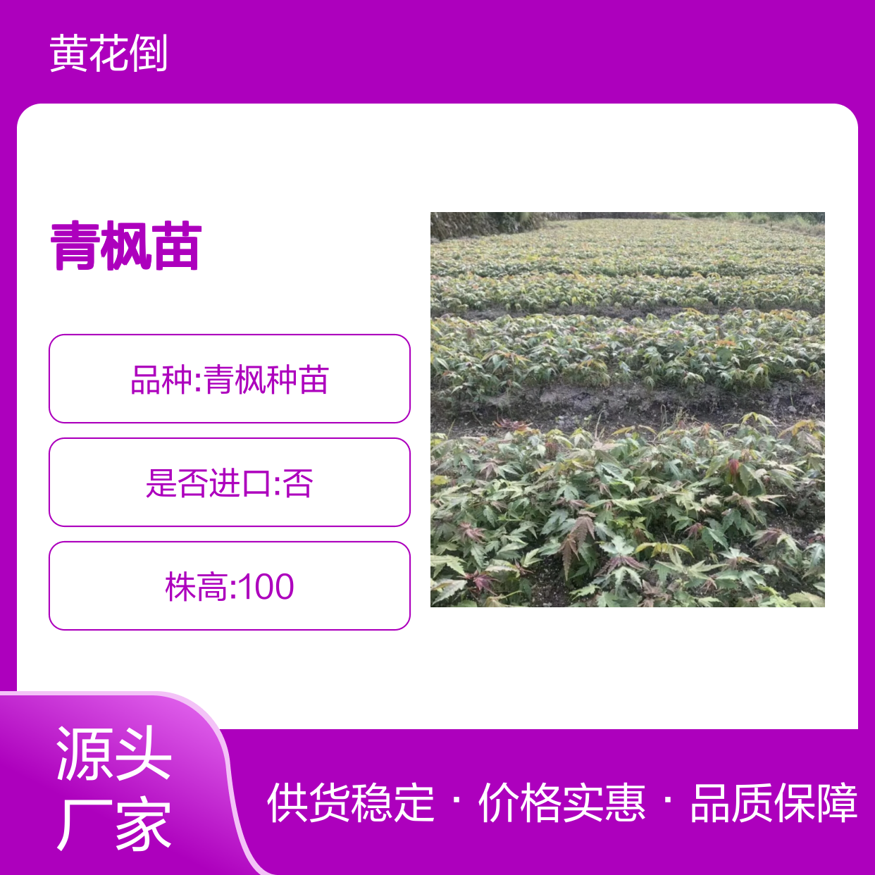 观叶优选青枫苗 盆景盆栽两相宜 色艳如花 易于繁殖