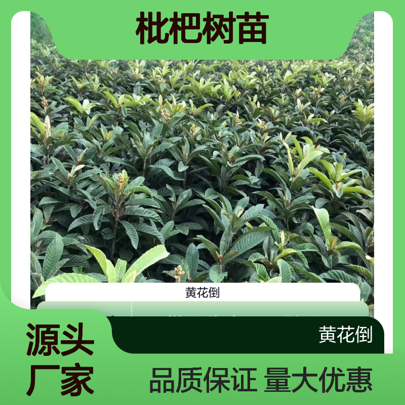早钟6号枇杷树苗 批发种植园直供 生长强健 果实鲜美