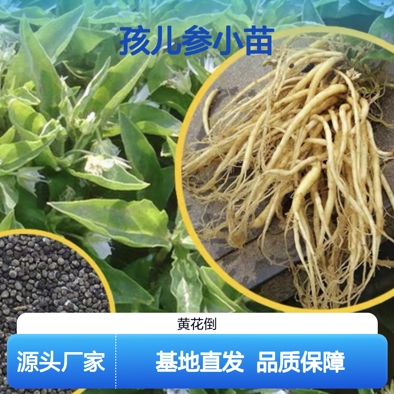 孩儿参小苗 基地直供 草药种植 品质优良 生长旺盛