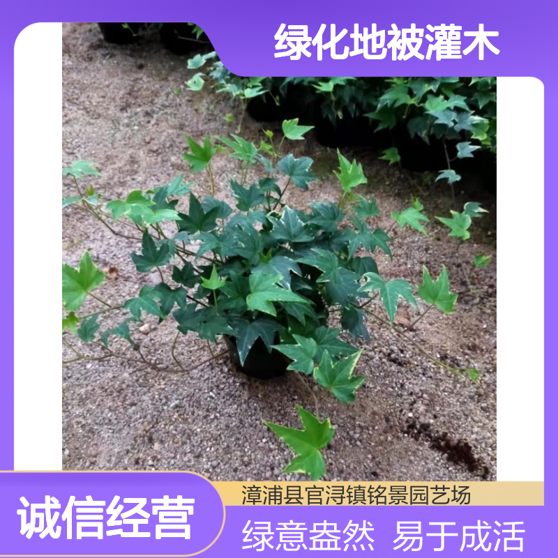 铭景常春藤杯苗 漳 州产26cm高露地栽培 公园街道绿化地被灌木