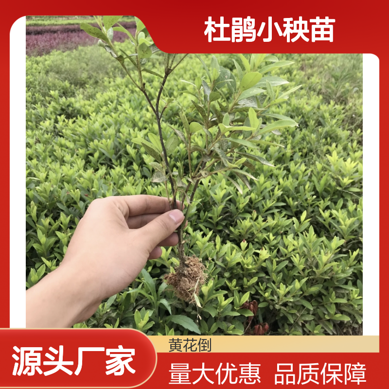 毛杜鹃小秧苗 批发供应 园林优选 品种纯正 扦插易活
