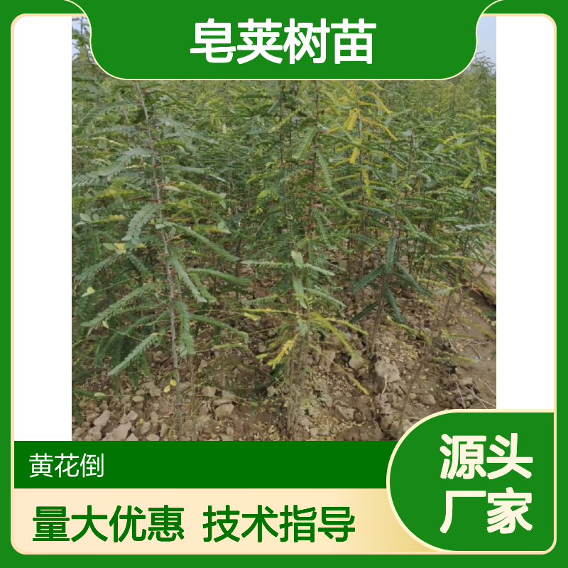 皂荚树苗基地直供 修剪管理技术指导 免费种植